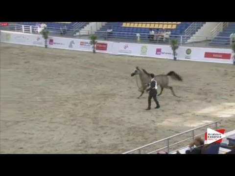 N.96 SUHAIL AL ZOBAIR - Sharjah 2016 - 2 Years old Colts (Class 5)