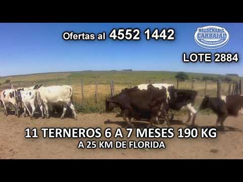 Lote 11 Terneros 10 HO- 1 KIWI 190 Kgkg -  en Talita- A 25 Km de Florida