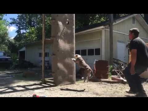 Pit Bull Training (Wall Climb)