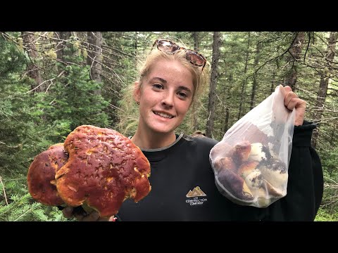 Identifying King Bolete Mushrooms: Guide for the Beginner