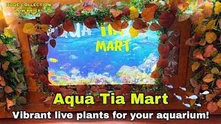 Vibrant Live Plants For Your Aquarium | Huge Collection 🍀