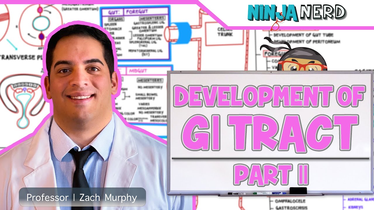 Gastrointestinal | Development & Embryology of the GI Tract: Part 2