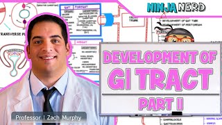 Gastrointestinal | Development & Embryology of the GI Tract: Part 2