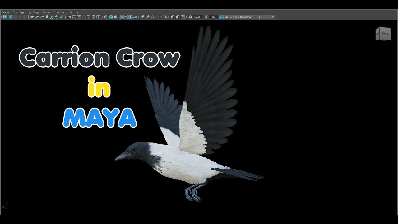 Corvo encapuzado animado realista Modelo 3D