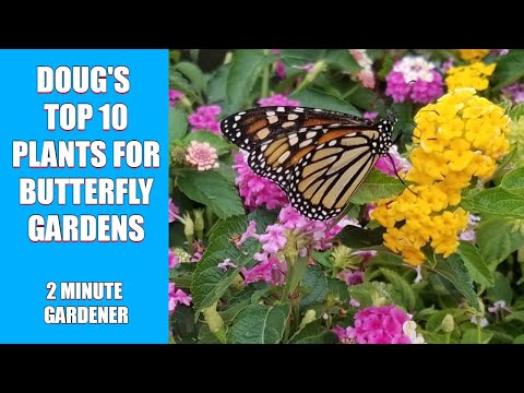 Doug's Top 10 Plants for Butterfly Gardens