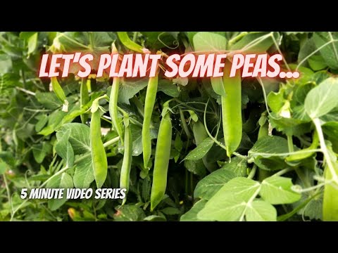 🌱Ready, Set, Grow! Planting Peas Like a Pro! 🌱|| DHBG