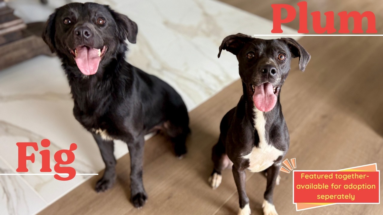 Enlarge Fig Fern Sprout Forever Pup, a Adoptable mixed breed in Friendswood, TX video 2/6