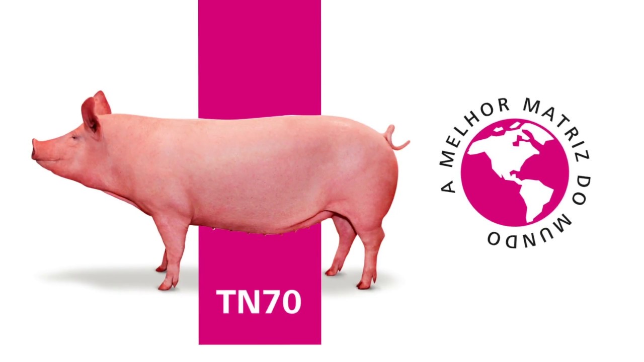 TN70 - A melhor matriz do mundo