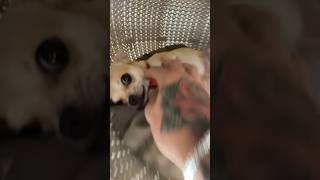 Download lagu Doing Kuchi Kuchi to my chihuahuas🫶😆 mp3 Download lagu Doing Kuchi Kuchi to my chihuahuas🫶😆 mp3