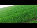 Cultivo De Trigo En Paraguay
