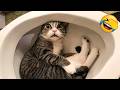 Funniest Cats And Dogs Clip 2025 Try Not To Laugh