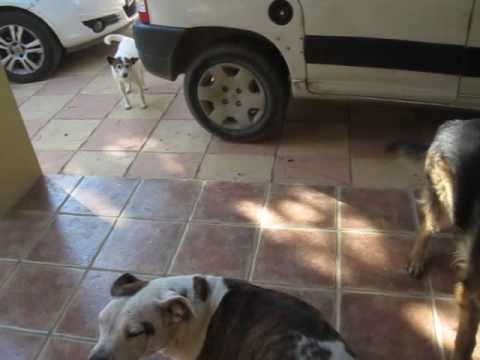 alfonsa and big and small friends