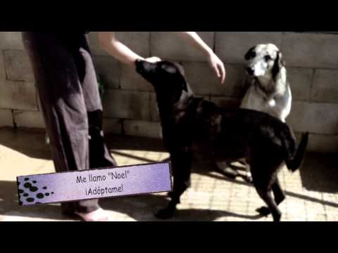 Noel ,muchos años esperando adopción