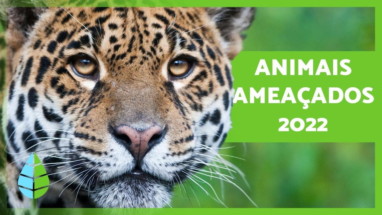 ANIMAIS AMEAÇADOS de EXTINÇÃO 2022 🐧⚠️ (Top 10)