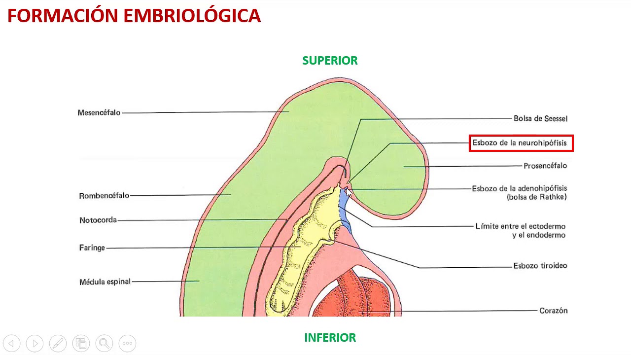 Histología de hipófisis (glándula pituitaria) PARTE 1