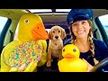 Rubber Ducky Surprises Puppy Police With Car Ride Chase