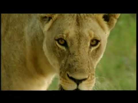 ΟΙ ΚΥΝΗΓΟΙ ΤΗΣ ΝΥΧΤΑΣ   ΝΤΟΚΙΜΑΝΤΕΡ