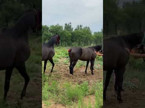 Best Wild Horses Mare revolutionizing young foals future Andalusian stallions horses #1470