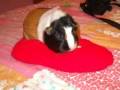 Once Upon A Guniea Pig Chp 5