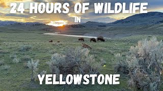 24 HOURS of WILDLIFE in YELLOWSTONE