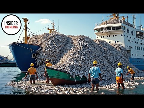 Inside The Mega Factory: How Farmers Catch And Process Millions Of Tons Of Flounder