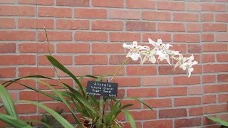 Aliceara - Tahoma Glacier Orchid
