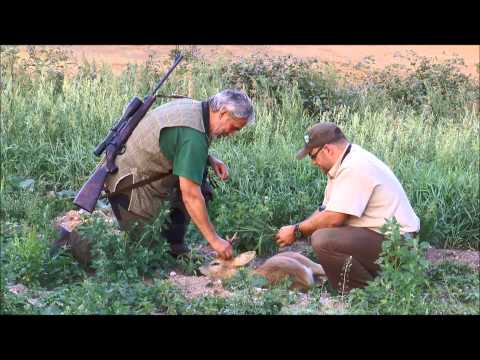 Two roebucks killed during the rutting season