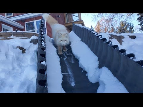 Please Enjoy This Video Of A Woman Coaxing Her Rescue Foxes To Slide Down A Snowy Ramp For A Treat
