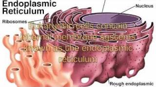 Rough Endoplasmic Reticulum - Educational Song