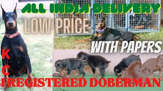 Low Price KCI Register DOBERMAN PUPPIES For Sale || jsk pets ||