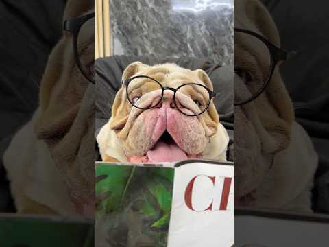 DIXY NO ESTÁ LISTA PARA SALIR SOLA? 🐶🐾😱 #polar #dixy #pets