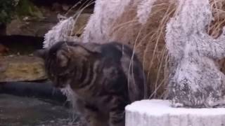 Katze Mimi - in der Weihnachts Winterwelt 