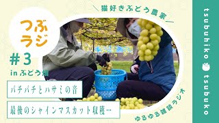 シャインマスカットを収穫しながら、夫婦でゆる雑談【つぶラジvol.3】