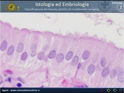 Tecniche di Dr. Bubnovskaya riabilitazione della Biblioteca stile di vita sano della colonna vertebr Dopo il mal di schiena angina nei reni che fanno