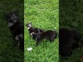 Poor My Cat Name Is Cool Tux Fighting