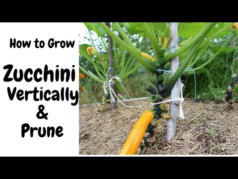, title : 'Growing Zucchini vertically, pruning, and harvesting'