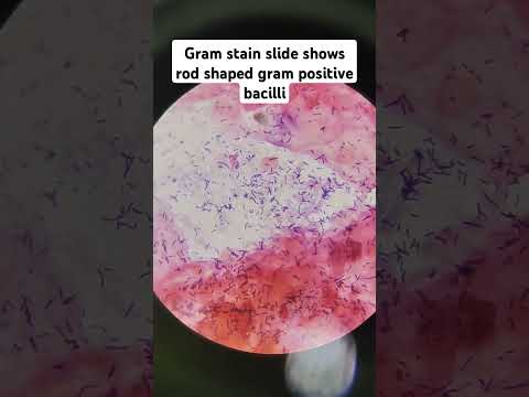 Rod shape bacilli #drmicro #microscope #infection