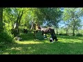 Gelding Origin Recorded For sale 2018 Black
