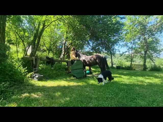 Gelding Origin Recorded For sale 2018 Black