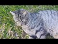 Affectionate Gray Tabby Cat