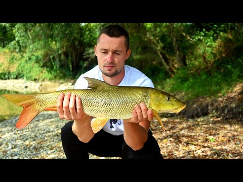 Pecanje krupne Savske Mrene nizvodno od Zagreba
