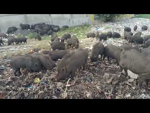 "Forest Black Pig Farming: Symbiotic Agriculture with Nature",black pig farming in forest