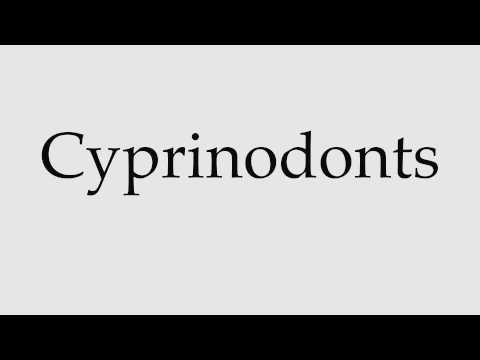How to Pronounce Cyprinodonts