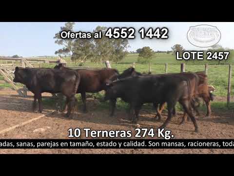 Lote 10 Terneras 10 AA c/  LI. 274kg -  en Puntas del Perdido - a 5 km de Cardona