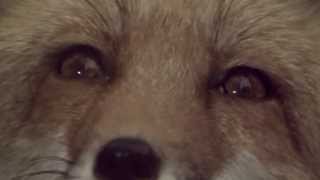 SALLY STEVENS - THAT NIGHT (Theme from "The Fox")