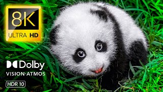 Animal Babies - ANIMALS 8K VIDEO ULTRA HD - 60FPS HDR Dolby Vision (8K / 4K TV)