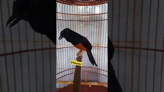 Download lagu Murai Ekor Hitam Simelue Gacor Nembak Cililin mp3