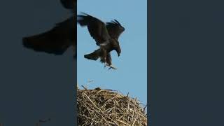 Download lagu Cara Induk Elang Melatih Anak Dengan Metode Militer #shorts #elang mp3 Download lagu Cara Induk Elang Melatih Anak Dengan Metode Militer #shorts #elang mp3