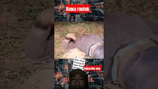 Download lagu ilmu rawa rontek sampai pisah kepala sama tubuh #ajian #rawarontek #ilmu mp3