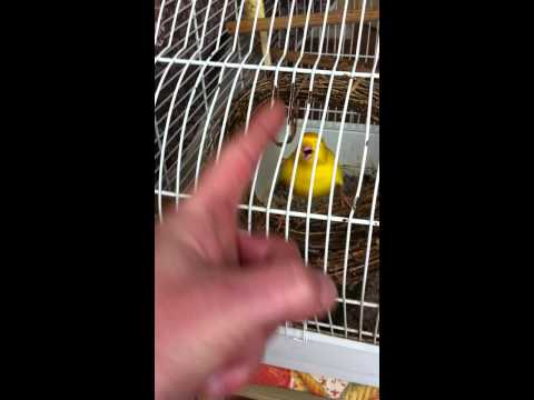 Fridolin - Zeilsheim.